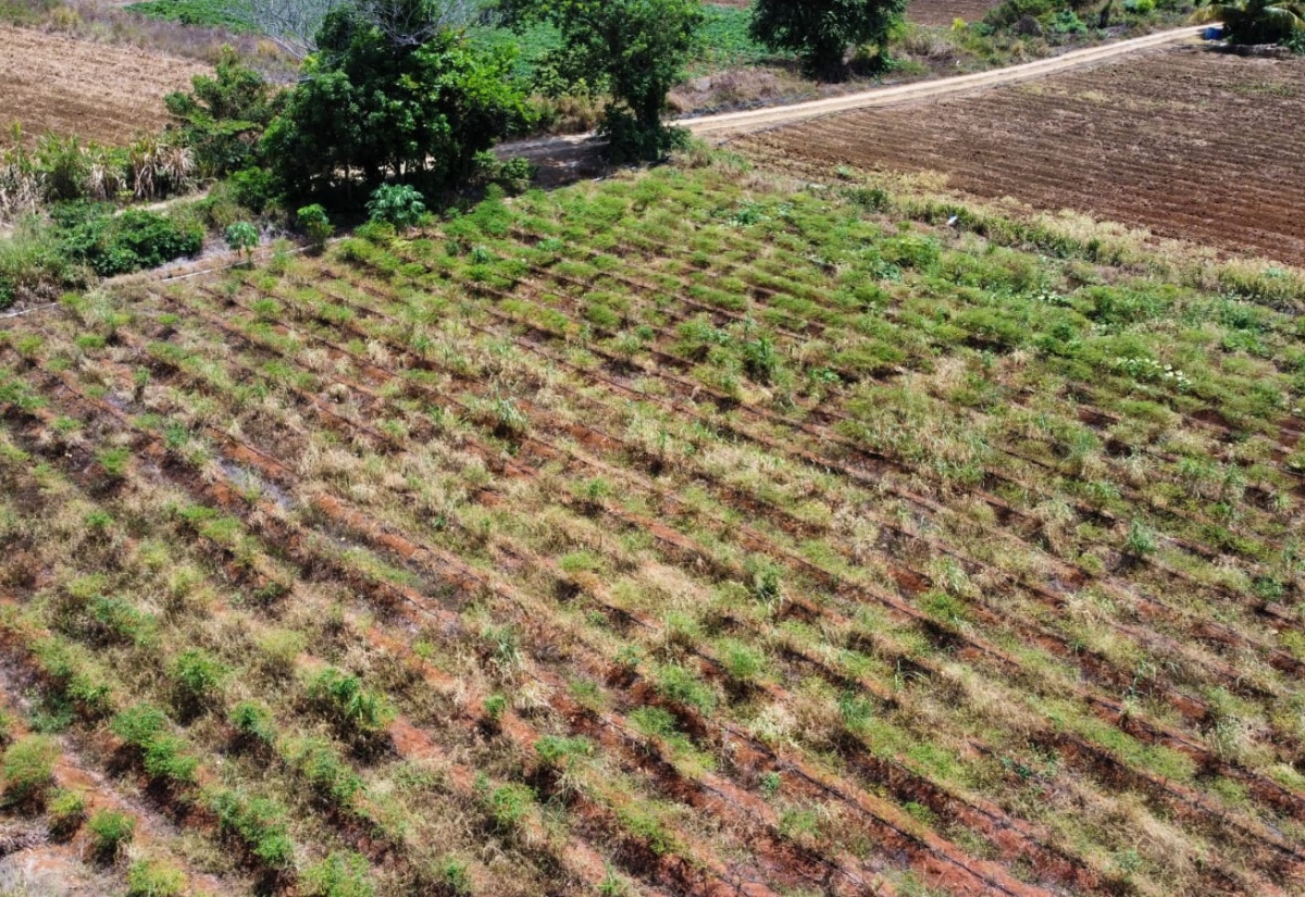 Farmers With Reliable Water Access Urged to Ramp Up Production to Meet Christmas Demand