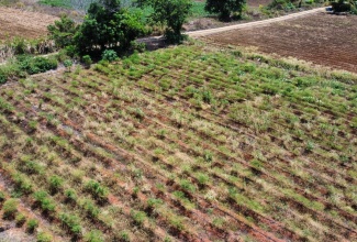 Farmlands at the Ebony Park Agro Park in Clarendon, which will benefit from an irrigation transmission force main project undertaken by the Jamaica Social Investment Fund (JSIF) at a cost of $114. 59 million. The project will serve the adjoining Spring Plain and Mango agro-parks, which were officially handed over on September 17. 
