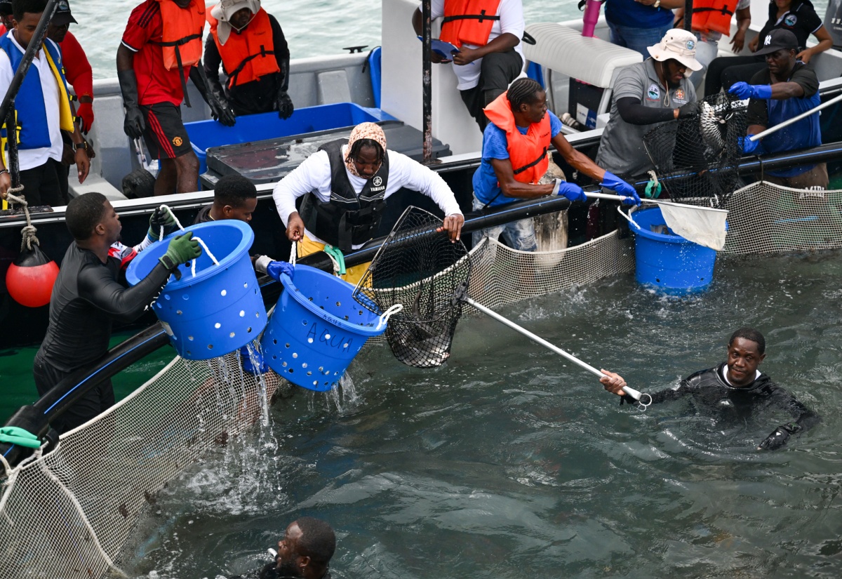 Jamaica Achieves First Marine Cage Culture Fish Harvest