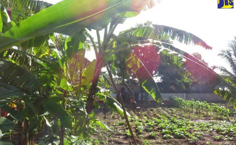 The vegetable garden established at Independence City Primary School.
