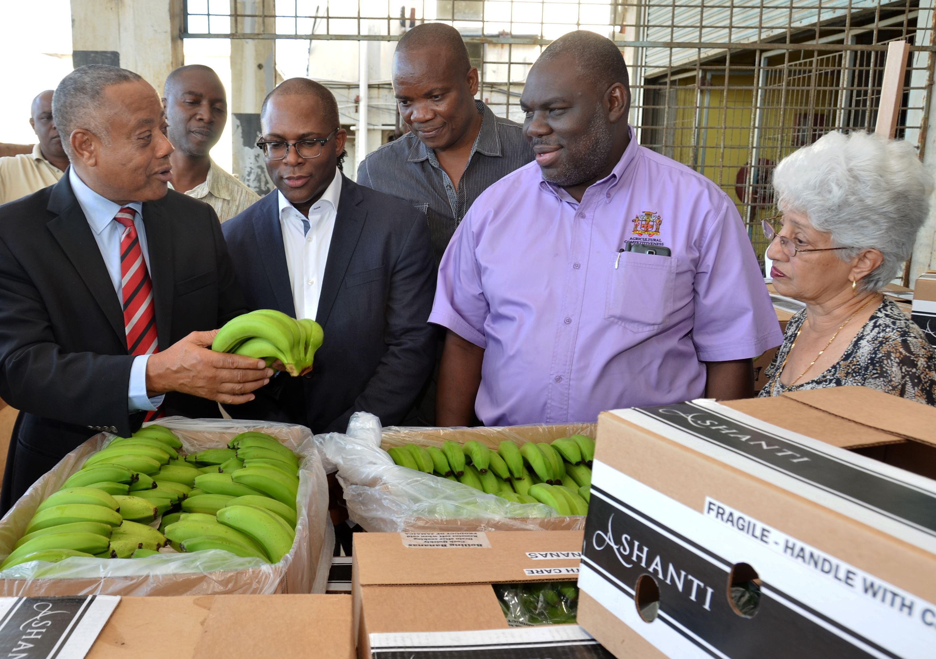 Agriculture Ministry Targets Banana Export Trade – Jamaica Information ...