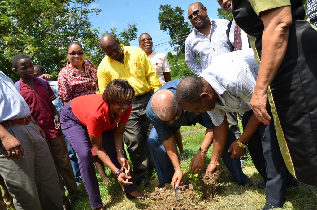 Forestry Department To Distribute 75,000 Seedlings This Year Jamaica