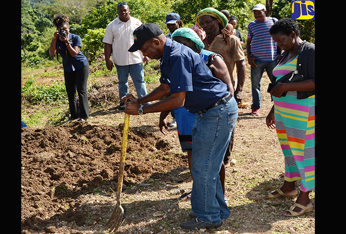 Minister without Portfolio in the Ministry of Industry, Commerce, Agriculture and Fisheries, Hon. J. C. Hutchinson, helps to prepare a plot for planting, during a tour of Irish Potato farms in Free Hill, St. Ann on January 19.