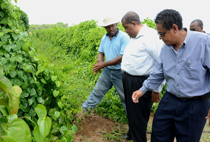 Minister of Agriculture and Fisheries, Hon. Roger Clarke (centre) and Local Government and Community Development Minister, Hon. Noel Arscott (right), listen to Manager, Ebony Park Agro Park, Anthony  Trought, as he explains the techniques  being used in growing mini-sett yams in a demonstration plot at the Ebony Park Agro Park in Clarendon. The Agriculture Minister said he was pleased with the progress of the parks, while on a tour on July 25.