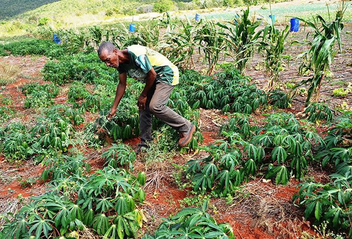 West Central St. Catherine Farmers to Benefit from Ginger and Pineapple Project