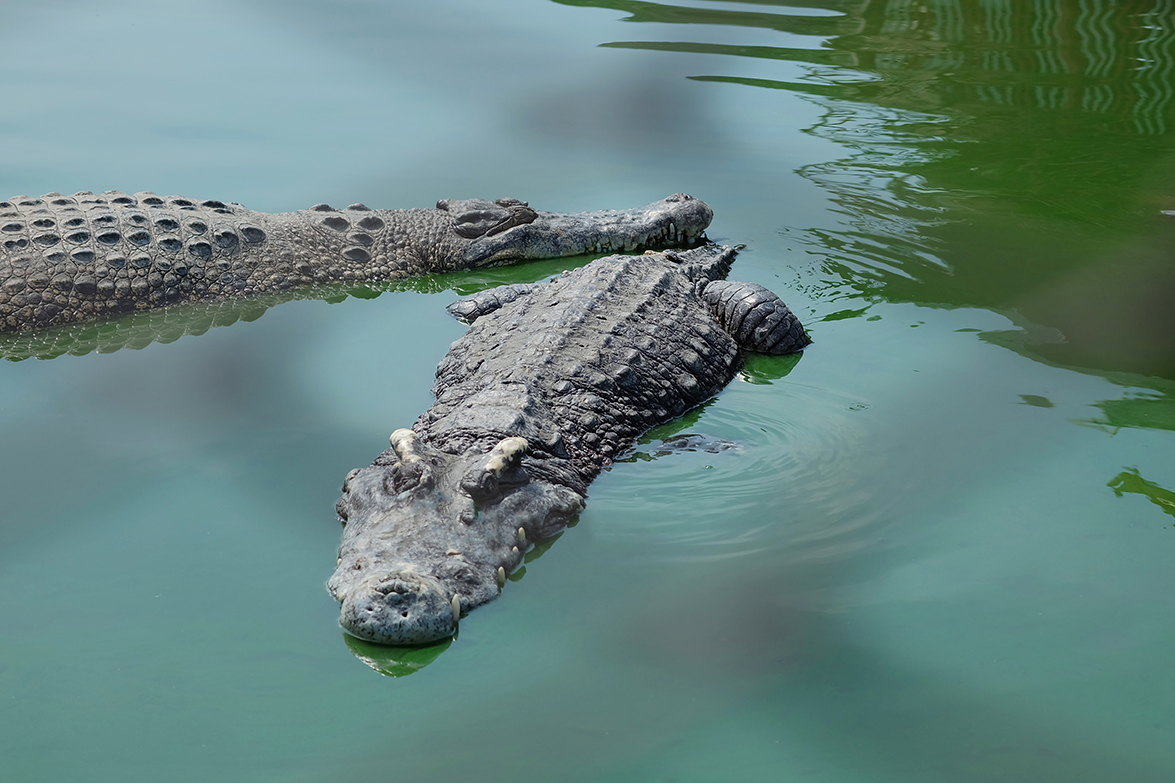 Avoid Crocodile Habitats During Heavy Rains – NEPA
