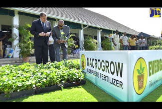 Industry, Commerce, Agriculture and Fisheries Minister, Hon. Audley Shaw (left) is being shown strawberry seedlings by Director of Jamaica Floral Products Limited/Evergrow Garden Centre, Burrell Scarlett, at an Evergrow seminar on fertiliser use, at Caymanas Golf and Country Club in St. Catherine on April 11.