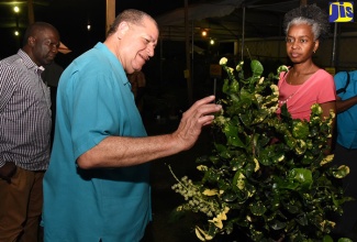 Minister of Industry, Commerce, Agriculture and Fisheries,  Hon. Audley Shaw (centre), inspects a plant at the opening of the Jamaica Horticultural Society’s Flower Show 2018 on Friday, April 27, at the Society’s showground in Hope Pastures, Kingston. The show was held under the theme: ‘Nature’s Beauty – Our Duty’.  At right is  President of the Jamaica Horticultural Society, Dr. Janine Dawkins, and at left is President of the Jamaica Agricultural Society (JAS), Norman Grant.  