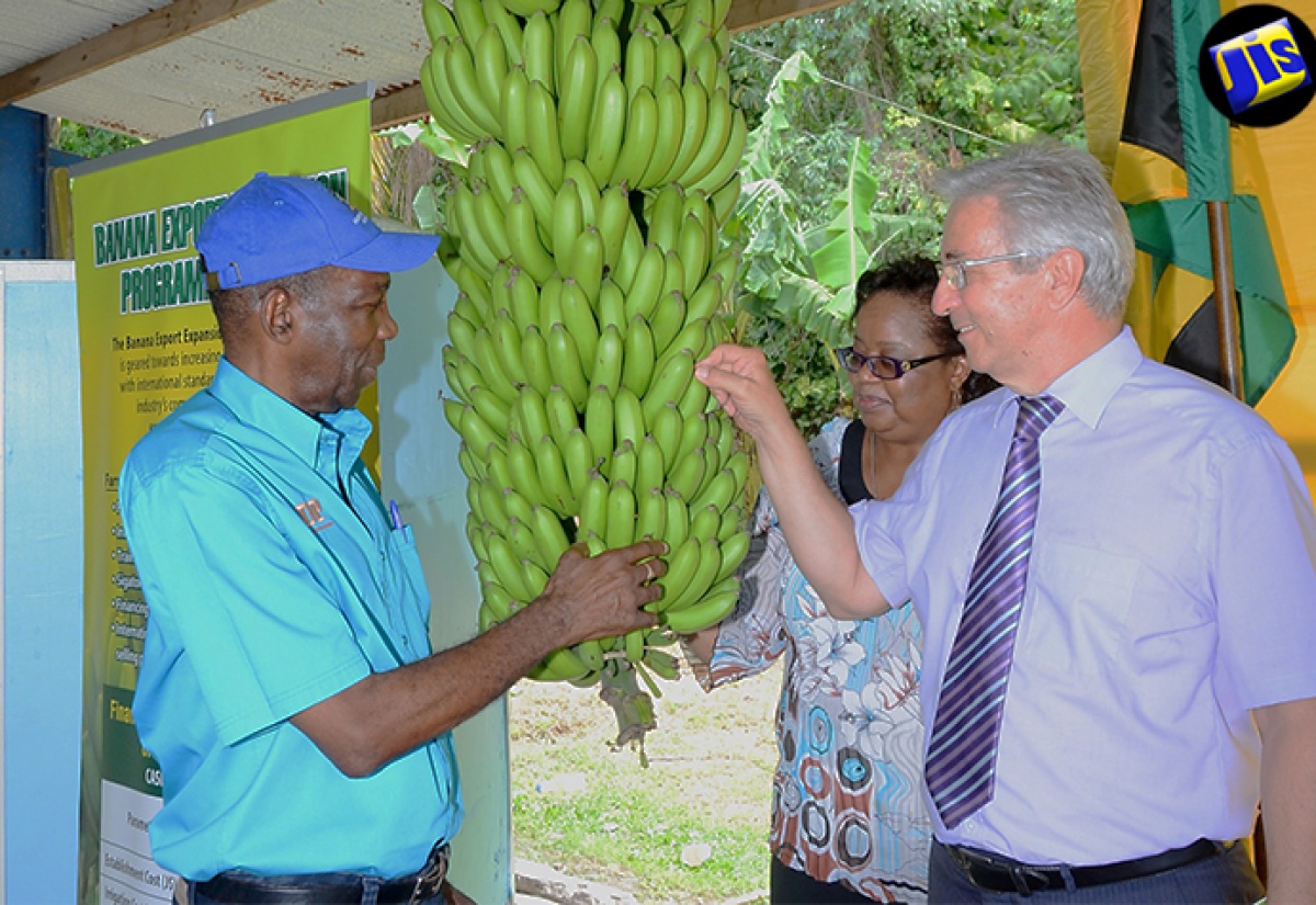 Banana Industry Rebounding in Several Parishes