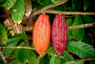 
The Ministry of Industry, Commerce, Agriculture and Fisheries has advised that cocoa pods infected by the Frosty Pod Rot Disease  must be removed from trees and properly discarded.
