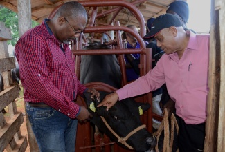 Agriculture, Labour and Social Security Minister, Hon. Derrick Kellier (right), and State Minister, Hon. Luther Buchanan, view features of the tag that will be used in the National Animal Identification and Traceability System (NAITS) for cattle, during a demonstration of the tagging process at the annual Minard Livestock and Beef Festival, which was held on Thursday (November 13) at Minard Farm Estate, Brown’s Town, St. Ann, under the theme:  ‘Livestock Production - Gateway to Food Security and Prosperity’.  The NAITS was launched by Mr. Kellier during the festival.