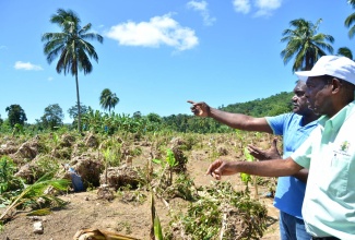 Minister without Portfolio in the Ministry of Industry, Commerce, Agriculture and Fisheries, Hon J.C. Hutchinson (right), looks on as Portland farmer, Glenton Cole, points out the extent of damage to his farm following recent flood rains. The Minister was on a tour of severely affected farming communities in the parish on Tuesday (May 3). 