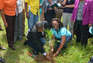 Minister of State in the Ministry of Education, Youth and Information, Hon. Floyd Green, (left stooping) is assisted by Annmarie Bromfield in the planting of a Caribbean Pine Tree during activities to celebrate National Tree Planting day at Munro College in St. Elizabeth, on Friday, October 7. The annual exercise, which is spearheaded by the Forestry Department, aims to highlight the role of trees in the sustenance of life. This year’s National Tree Planting Day was celebrated under the theme ‘Trees Today, Trees Tomorrow, Trees for Life’.