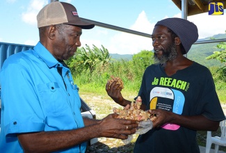 Minister without Portfolio in the Ministry of Industry, Commerce, Agriculture and Fisheries, Hon. J.C. Hutchinson (left), is presented with ginger by Wilton Field, a farmer at the Plantain Garden River Agro-park in St. Thomas. The Minister toured the area on November 3 and addressed the farmers.