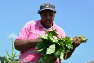 Grace Smith examines callaloo reaped from her farm in Mafoota, St. James.   