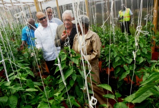 Transport and Mining Minister, Hon. Mike Henry (2nd right) in conversation with a greenhouse farmer in Watt Town, St. Ann during a recent tour of the facilities which have been established on reclaimed mined-out bauxite lands.