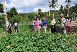 Chairman of the National Irish Potato Programme, Donald Robinson, (4th left) and a group of farmers inspect an Irish potato farm in Hinds Town, St. Mary.
