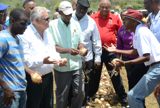 Minister of Industry, Commerce, Agriculture and Fisheries, Hon. Karl Samuda (2nd left), listens to a point being made by Director General in the Ministry, Don McGlashan (right), during a tour of an onion farm in Colbeck St. Catherine, on April 12. Others touring include: Minister without Portfolio in the Ministry, Hon. J.C. Hutchinson (3rd left); Permanent Secretary, Donovan Stanberry (centre); and Chief Executive Officer, Rural Agricultural Development Authority (RADA), Lenworth Fulton (3rd right).