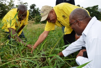 Minister of Agriculture and Fisheries, Hon. Derrick Kellier (centre), examines the MD2 Costa Rican variety of pineapples being grown on a farm in Shettlewood, Hanover. Occasion was a recent tour of proposed agro park sites in the parish. Minister of State, Hon. Luther Buchanan (right); and Chief Technical Director in the Ministry, Dermon Spence, were also on the tour.