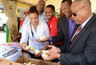 Minister of Agriculture and Fisheries, Hon. Derrick Kellier (right), and Member of Parliament for Eastern St. Andrew, Andre Hylton (2nd right), admire chicks provided by Hi-Pro Feeds for the All-Island Small Farmer Poultry Project, which was launched on January 27, at the Rural Agricultural Development Authority’s (RADA) St. Andrew Parish Office. Others (from left) are: Senior Livestock Specialist at RADA, Maxine Brown; Sales Manager, Nutramix (Newport Mills Limited), Winston Thomas; and Technical Sales Officer, Hi-Pro Feeds, Cabrini Edwards.