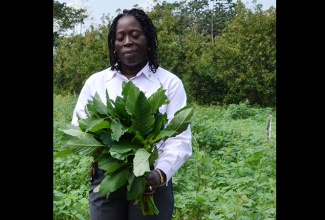 Agricultural Parish Manager, Rural Agricultural Development Authority (RADA), St. James, Sadie Dixon Bennett.