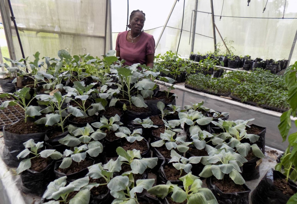 RADA Provides Quality Seedlings for St. James Farmers