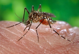 Mosquitoes are known to spread diseases including Zika virus infection. 