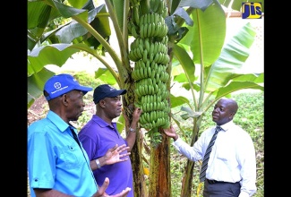 Minister without Portfolio in the Ministry of Industry, Commerce, Agriculture and Fisheries, Hon. J.C. Hutchinson (left), and State Minister in the National Security Ministry, Senator the Hon. Pearnel Charles Jr. (right), are shown a bunch of bananas at the Richmond Farm Adult Correctional Centre in St. Mary, by Rural Agricultural Development Authority Chief Executive Officer, Peter Thompson, during a tour of the institution on Tuesday, August 22.