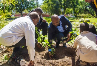 Minister of Science, Energy and Technology, Dr. the Hon. Andrew Wheatley (third left), participates in the planting of the Turnera Campaniflora  in the Chinese Gardens at the Hope Botanical Gardens, St. Andrew,  during the recently held Science in the Gardens event. Others (from left) are Director General at the National Commission on Science and Technology (NCST), Professor the Hon. Errol Morrison; Executive Director of the Scientific Research Council (SRC), Dr. Cliff Riley; Superintendent of the Public Gardens Division Ministry of Industry, Commerce, Agriculture and Fisheries, Demoy Nash; Saints Peter and Paul Preparatory School student, Sahai Lewis-Mayne; and Hope Valley Experimental student, Jabilo Needham.
