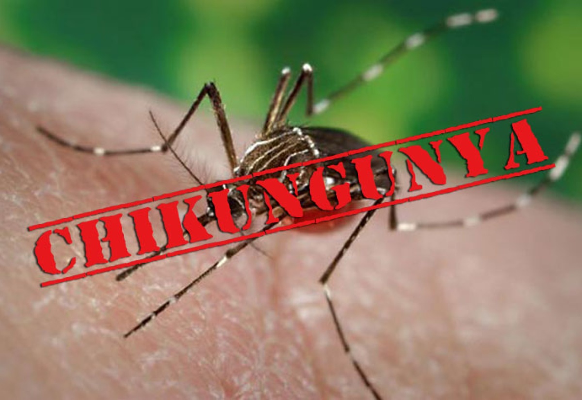 Ten Locally Transmitted Cases of Chikungunya Confirmed