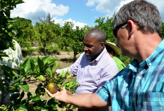 Chief Technical Director in the Ministry of Agriculture and Fisheries, Dermon Spence (2nd right), and Chairman of the Jamaica Citrus Protection Agency (JCPA), Peter McConnell, examine an orange affected by the citrus greening disease, during  a brief tour of an orchard operated by Trade Winds Citrus Limited at its Bog Walk location in St. Catherine on November 11. This followed the 16th annual general meeting of the JCPA at the Tru Juice Sports Club located on the property. 