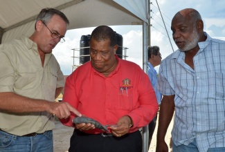 Agriculture and Fisheries Minister, Hon. Roger Clarke (centre), views features of the Silver Tilapia freshwater fish, being highlighted by Director of Sunshine Aquaculture Limited, which is spearheading introduction of the species in Jamaica, Mark Wildish (left), during a tour of the Aqua Wilson Fish Farm, in Hill Run, St. Catherine, on August 2. Sunshine Aquaculture is seeking to introduce the species to boost Jamaica’s freshwater fish production. Looking on is Aqua Wilson’s proprietor, Noel Wilson.