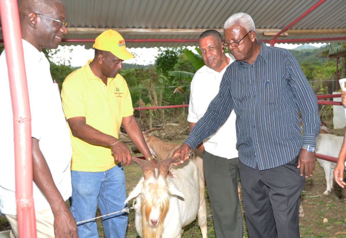 President of the St. James Associated Branch Societies of the Jamaica Agricultural Society (JAS), Montego Bay’s Mayor, Councillor  Glendon Harris (2nd left) shows Custos of St. James, Hon. Ewan Corrodus (4th left),  one of the Nubian rams being raised by St. James livestock farmers, at the 31st staging of the Montpelier Agricultural and Industrial Show on Easter Monday (April 21),  in St James, under the theme: 'Grow what we Eat… Eat what we Grow'.  Sharing the moment are Chief Executive Officer of the JAS,  Mr.  Christopher Emanuel (left) and Regional Manager of the Rural Agricultural Development Authority (RADA), Mr. Ronald Robinson.  