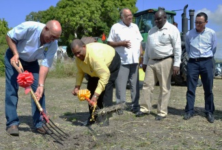 Minister of Agriculture and Fisheries Hon. Roger Clarke (second left) and Chairman, All Island Jamaica Cane Farmers Association (AIJCFA), Allan Rickards (left), break ground for the construction of a new headquarters for the Association at Innswood, St. Catherine, on January 22. Looking on (from right) are: Chief Executive Officer (CEO) of Pan-Caribbean Sugar Company, Dr. Huaixiang Wu; Permanent Secretary, Ministry of Agriculture and Fisheries, Donovan Stanberry and Executive Chairman of  the Sugar Industry Authority, Ambassador Derrick Heaven.