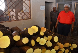 Minister of Agriculture and Fisheries, Hon. Roger Clarke, looks at yam on display at Choice Packers and Belle Tropicals, in Manchester, recently.