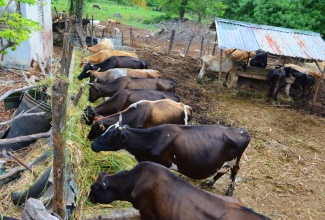 Cattle graze on a dairy farm in Cabbage Valley, St. Elizabeth.