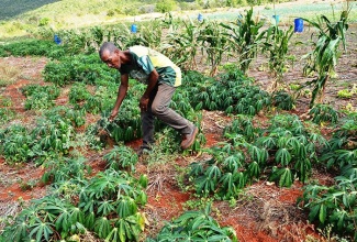 President of the Round Hill Farmers’ Group, Richard Hanson tends to his cassava plot in Round Hill, St. Elizabeth.  (File photo)