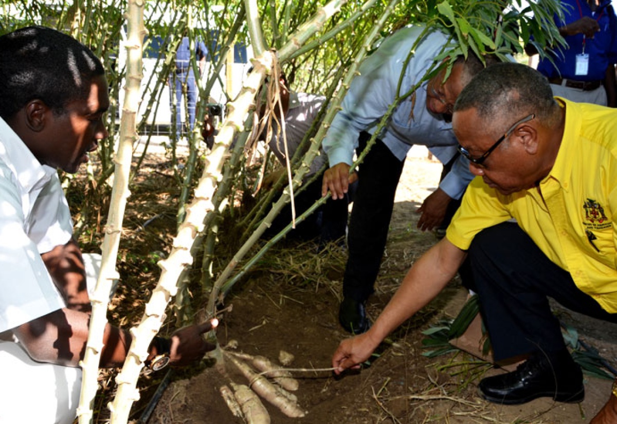 Government to Adopt Technology Used By Red Stripe in Cassava Production