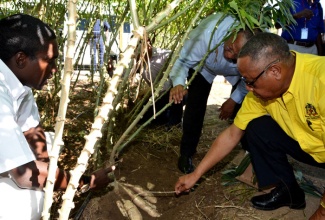 Minister of Agriculture, Labour and Social Security, Hon. Derrick Kellier (right), and Minister of Finance and Planning, Dr. the Hon. Peter Phillips (centre), examine a root of cassava, while in discussion with Project Manager at the St. Catherine based Red Stripe cassava farm, Damian Graham  (left), during  a recent tour of the facility.