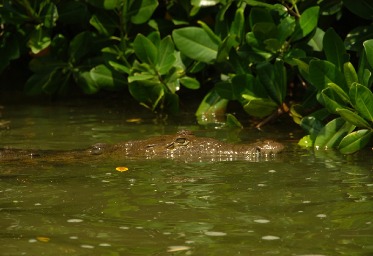 NEPA To Award Top Photos In World Wetlands Day Competition