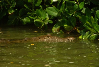 A crocodile in the Black River wetlands in St. Elizabeth.

