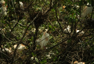 Wild birds nesting in trees along the banks of one of Jamaica’s protected wetlands. 
