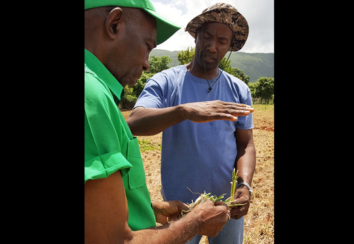 Ministry to Assist Farmers Affected by Beet Armyworm