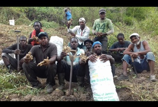 Nicholas Anderson (first row, left) proudly displays some of the 150,000lb of ginger he and his workers reaped two weeks ago at his farm in Clarendon. Mr. Anderson, who employs 18 persons from his and surrounding communities, was named the Young Farmer of the Year during the recent staging of the Denbigh Agricultural, Industrial and Food Show. He was also crowned Champion Ginger Farmer. 