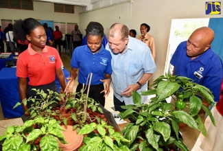 Minister of Industry, Commerce, Agriculture and Fisheries, Hon. Audley Shaw (second right) looks on as Knox Community College student, Brittany Campbell  (second left), points out features of hot and sweet pepper plants, during a Youth in Agriculture forum held at the college's Cobbla campus in Manchester on Friday (September 7). Observing are fellow student, Shanice Wander (left); and Senior Agriculture Coordinator, Promotion of Regional Opportunities for Produce through Enterprises and Linkages (PROPEL) initiative,  Alvin Murray. 