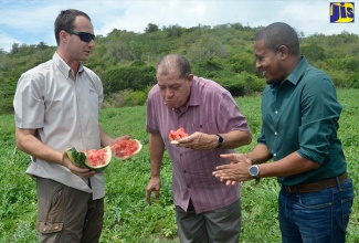 Minister of Industry, Commerce, Agriculture and Fisheries, Hon. Audley Shaw (centre), enjoys a piece of watermelon during a tour of the AUSTROJAM Limited farm in Bluntas, St. Elizabeth, on Friday (September 21). Looking on are State Minister for Education, Youth and Information and Member of Parliament for Southwest St. Elizabeth, Hon. Floyd Green (right), and Chief Executive Officer of AUSTROJAM Ltd., Martin Zsifkovics.