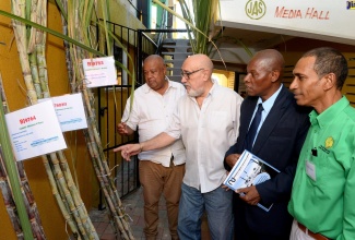 Senior Director in the Strategic Planning Division, Ministry of Industry, Commerce, Agriculture and Fisheries, Delroy Coley (second right), looks on as immediate past Chairman of the All-Island Cane Farmers’ Association, Allan Rickards (second left), points out the varieties of sugar cane on display. Occasion was the 70th Annual General Meeting of the Association, held on Wednesday (November 13), at the Denbigh Showground in May Pen, Clarendon. Mr. Coley represented Portfolio Minister, Hon. Audley Shaw, at the event. Others pictured from left are President of the Jamaica Agricultural Society (JAS), Lenworth Fulton; and Secretary/Manager of the All-Island Cane Farmers’ Association, Nigel Myrie. 