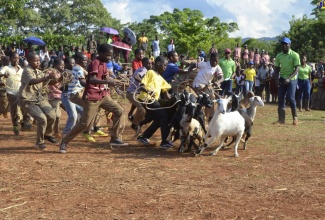 Students participating in a goat scramble during last year's staging of the Minard Livestock Show and Beef Festival.


