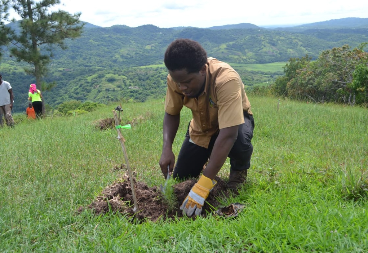 Seedlings To Plant On Labour Day