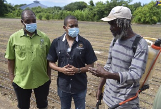 Agriculture and Fisheries Minister, Hon. Floyd Green (centre), listens  to St. Thomas farmer, Gary Mclean (right), as Chief Executive Officer, Rural Agricultural Development Authority (RADA), Peter Thompson, observes. Teams from the Ministry and RADA conducted a recent tour of flood-damaged areas in St. Thomas. Farms in South and West Albion, Phillipsfield, Wheelersfield and Plantain Garden River Agro Park were visited. A tour of Serge Island farms was also conducted.

